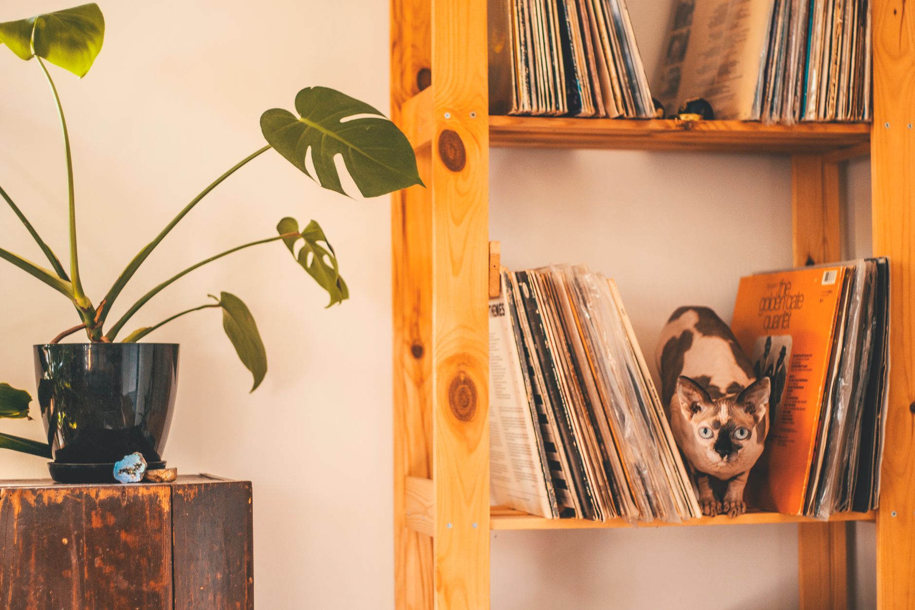 Timber open shelving against a plaster wall